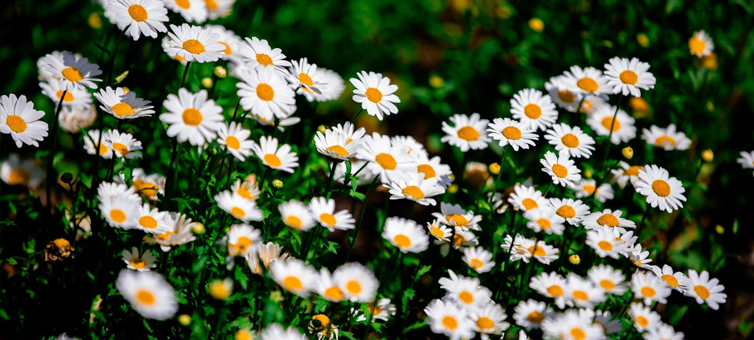 Danehill Parish Council hot topics